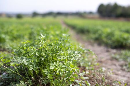 Plantation with Parsley in rows. Close up parsley in farm.の写真素材