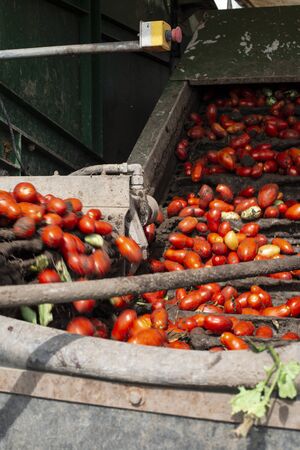 Machine with transport line for picking tomatoes on the field. Tractor harvester harvest tomatoes and load in crates. Automatization agriculture concept with tomatoes.の写真素材
