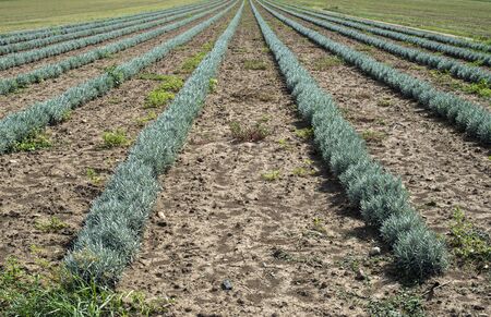 Lavandula small green plants. Newly planted lavandula. Industrialy growing lavender in rows. Small green bushes.の写真素材