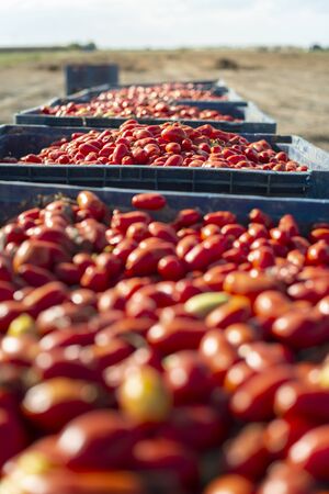 Big crates with tomatoes. Farm for growing tomatoes for canning industry.の写真素材