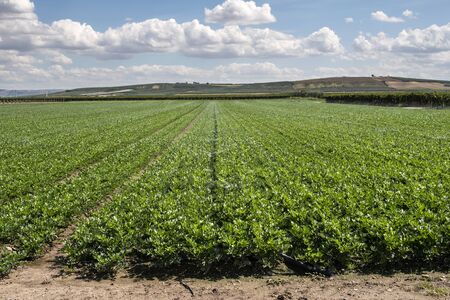 Plantations with celery in the field. Industrial growing celery in rows. Sunny day.の写真素材