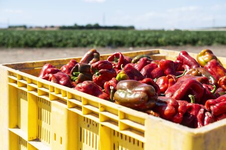 Mature big red peppers in crate ready for transport from the farm. Close-up peppers and agricultural land.の写真素材