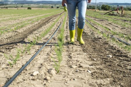 Farmer measure soil with digital device in fennel plantation. Sunny day
