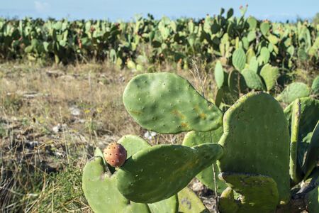Industrial cactus plantation. Growing cactus. Fruits on cactus. Sunny day.の写真素材