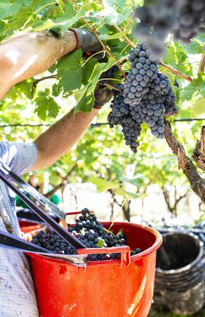 Workers picking red grapes. Harvesting grape for wine making. の写真素材
