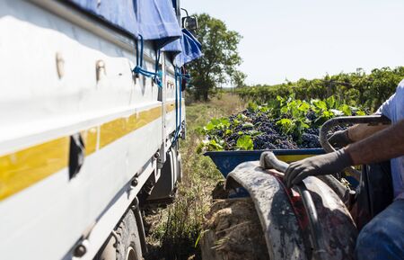 Truck with red grape for wine making. Pile of grape on truck trailer. Picking and transporting grape...