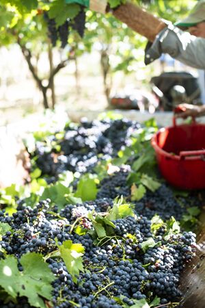 Workers picking red grapes. Harvesting grape for wine making. の写真素材