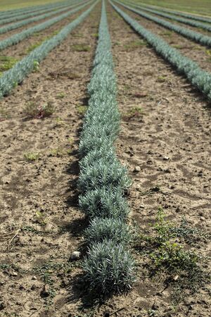 Lavandula small green plants. Newly planted lavandula. Industrialy growing lavender in rows. Small green bushes.の写真素材