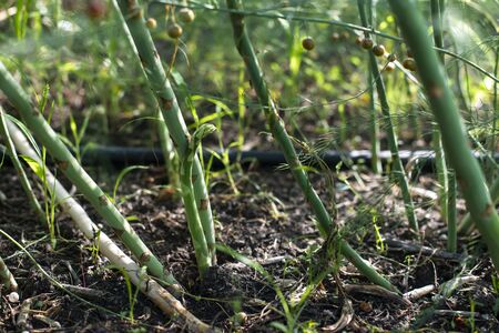 Asparagus plants in the nature. Close-up asparagus. Growing asparagus in agriculture.の写真素材