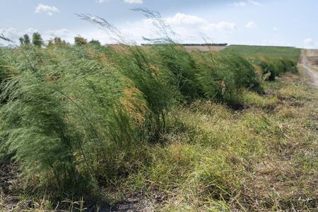 Growing asparagus in farm. Big asparagus plantation in Italy. Green bushes of asparagusの写真素材