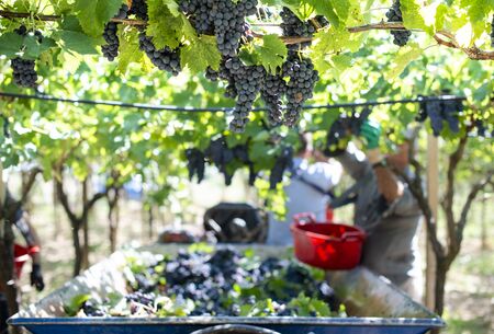 Workers picking red grapes. Harvesting grape for wine making. の写真素材