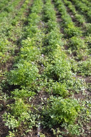 Plantation with Parsley in rows. Close up parsley in farm.の写真素材