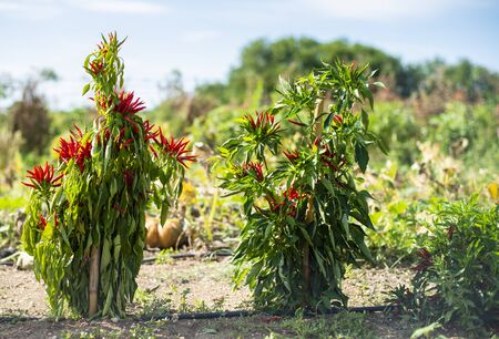 Small red hot peppers in bush. Sunlight. Small garden with hot peppers. Many ripe red hot variety peppers. Agriculture concept. Spicy and hot concept. Backlight. Ripe and dry with sharp tip peppers.の写真素材