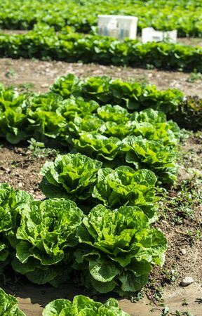 Big ripe lettuce in outdoor industrial farm. Growing lettuce in soil. Picking lettuce in plantation. White crates.の写真素材
