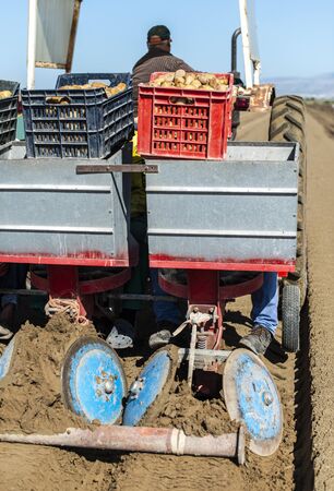 Tractor with crates planting potatoes. Automated agriculture concept for planting potatoes industrially.の写真素材