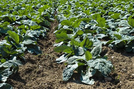 Young low artichoke plants in big industrial farm. Newly planted artichoke on the field.の写真素材