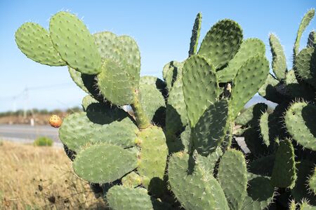 Industrial cactus plantation. Growing cactus. Fruits on cactus. Sunny day.の写真素材