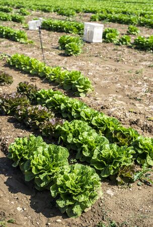 Big ripe lettuce in outdoor industrial farm. Growing lettuce in soil. Picking lettuce in plantation. White crates.の写真素材