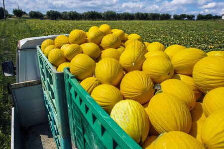 Canary yellow melons in crate loaded on truck from the farm. Transport melons from the plantation. Sunny day.の写真素材