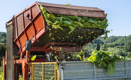 Loading tobacco leaves on truck. Harvest and transport tobacco leaves from plantation. Sunlight.