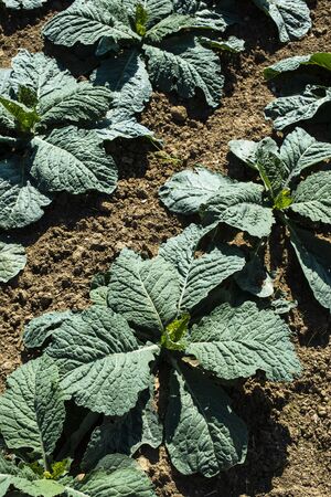 Young low artichoke plants in big industrial farm. Newly planted artichoke on the field.の写真素材