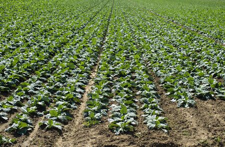 Young low artichoke plants in big industrial farm. Newly planted artichoke on the field.の写真素材