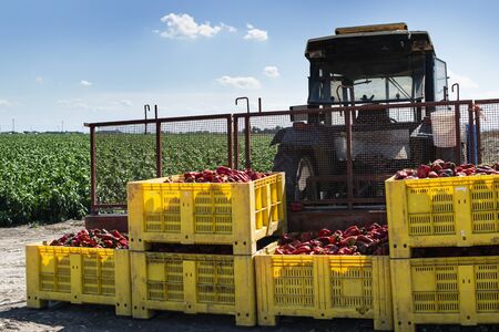 Mature big red peppers on tractor in a farm. Close-up peppers and agricultural land.の写真素材