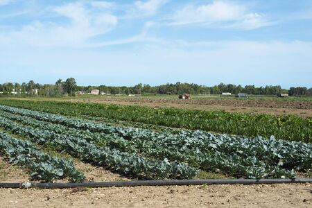 Big vegetable plantation. Industrial plantation with green plants in rows. Variety of vegetables in farm.の写真素材