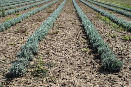 Lavandula small green plants. Newly planted lavandula. Industrialy growing lavender in rows. Small green bushes.の写真素材