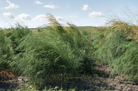 Growing asparagus in farm. Big asparagus plantation in Italy. Green bushes of asparagusの写真素材
