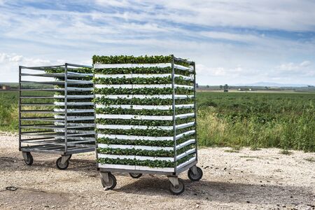 Seedlings in packages placed on shelving in the field. Concept for planting new plants on agriculture field.の写真素材