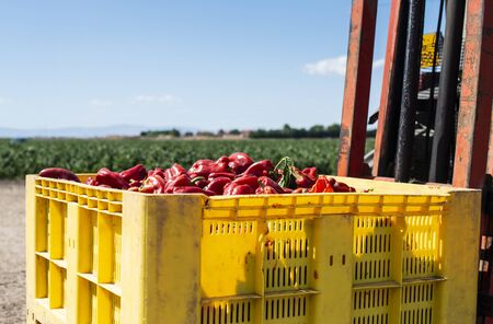 Mature big red peppers in crate ready for transport from the farm. Close-up peppers and agricultural land.の写真素材
