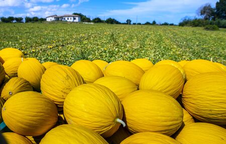 Canary yellow melons from the farm. Sunny day. Pile of melons in the plantation.の写真素材