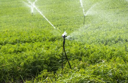 Watering plantation with carrots. Irrigation sprinklers in big carrots farm. Blue sky.の写真素材