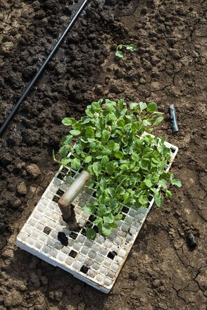 Seedlings in crates on the agriculture land. Planting new plants in soil. Big plantation. Planting broccoli in industrial farm.の写真素材
