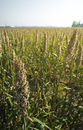 Millet plantations in the field. Bundles of millet seeds. Millet farm. Sorghum field. Other names include durra, Egyptian millet, feterita, Guinea corn, jowar, milo shallu and solam.の写真素材