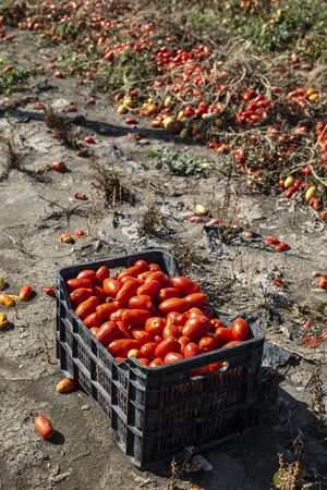 Picking tomatoes manually in crates. Tomato farm. Tomato variety for canning. Growing tomatoes in soil on the field. Sunny day.の写真素材