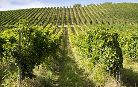 Vineyards with red grape for wine making. Big italian vineyard rows. Sunny day.の写真素材