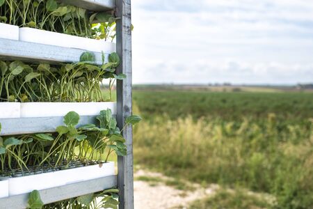 Seedlings in packages placed on shelving in the field. Concept for planting new plants on agriculture field.の写真素材
