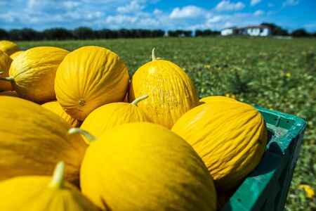Canary yellow melons in crate loaded on truck from the farm. Transport melons from the plantation. Sunny day.の写真素材