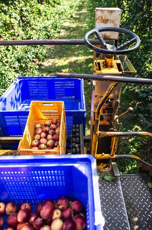 Harvest apples in big industrial apple orchard. Machine and crate for picking apples. Concept for growing and harvesting apples through automatization. Sunny day. Red apples in farm. Contemporary apple farm.の写真素材