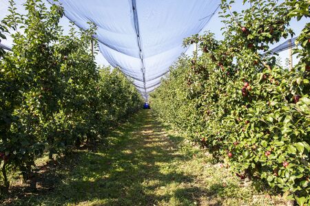 Harvest apples in big industrial apple orchard. Machine for picking apples. Concept for growing and harvesting apples through automatization. Sunny day. Red apples in farm. Contemporary apple farm.の写真素材