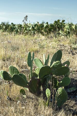 Industrial cactus plantation. Growing cactus. Fruits on cactus. Sunny day.の写真素材