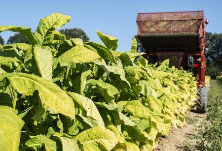 Harvesting tobacco leaves with harvester tractor. Tobacco plantation. Growing tobacco industrially. Sunlight.の写真素材