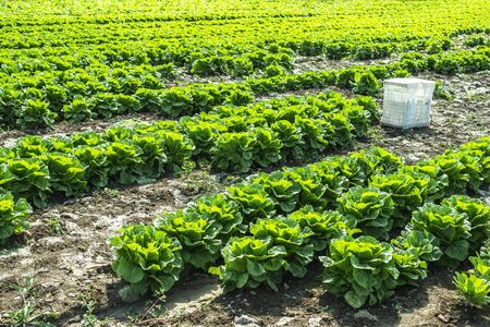 Big ripe lettuce in outdoor industrial farm. Growing lettuce in soil. Picking lettuce in plantation. White crates.の写真素材