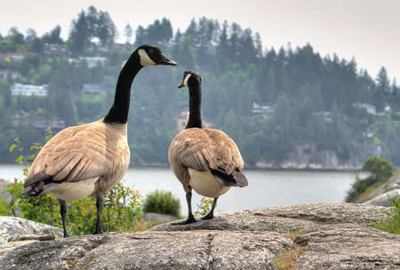 Two geese walking away towards seaの写真素材