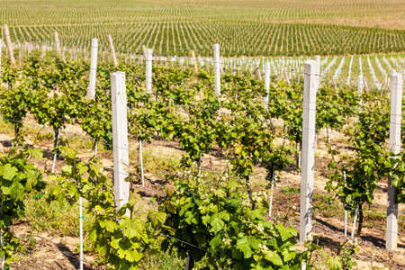 Beautiful rows of young grapes in the countryside with the wine road going through the vineyard  in Ilok, Croatiaの写真素材