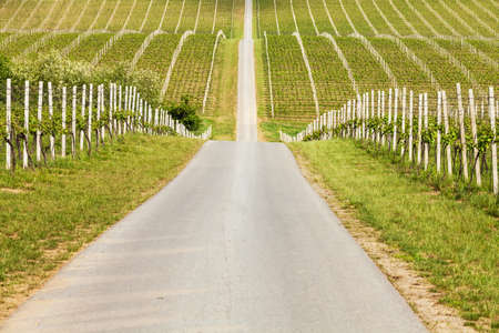 Beautiful rows of young grapes in the countryside with the wine road going through the vineyard in Ilok, Croatiaの写真素材