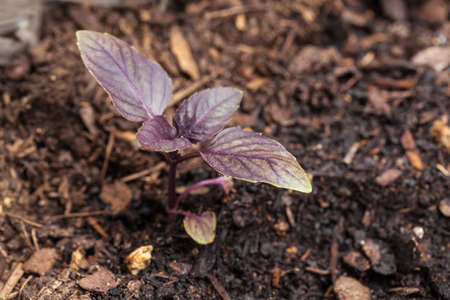 Red basil plant growing in the soilの写真素材