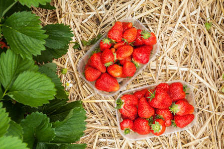 Box of fresh organic strawberries on the straw floor of a large greenhouse (Fragaria ananassa)の写真素材